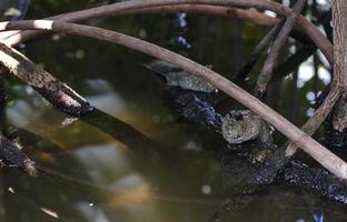 mudskipper pesce nel mangrovia foto