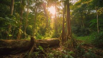 un' tranquillo, calmo foresta radura bagnata nel caldo luce del sole, circondato di alto alberi e lussureggiante fogliame, con un' dolce ruscello gocciolante attraverso il sottobosco e un' lontano montagna gamma visibile foto