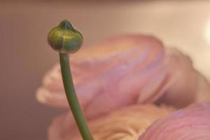 un fiore di ranuncolo rosa da vicino con uno sfondo sfocato foto