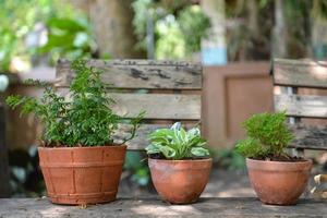 fiore pentole con impianti e semina-giardinaggio foto