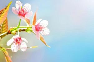 un' fioritura di natura foto