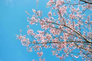 rosa sakura a Tailandia foto