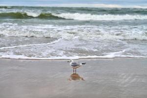 gabbiano dalla testa nera in spiaggia, mare e sabbia sullo sfondo foto