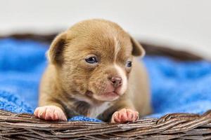 chihuahua cucciolo nel cestino. foto