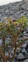 fiore natura uttarakhand foto