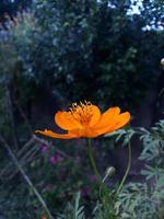 migliore sorprendente giallo naturale fiore foto