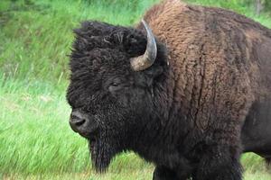 bellissima americano bufalo su vicino e personale foto