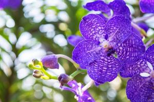 bellissimo viola orchidea foto