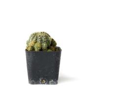 cactus in vaso isolato su sfondo bianco foto