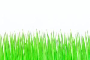 fresco verde erba su bianca sfondo foto