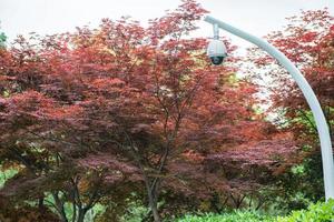 360 gradi sorveglianza telecamera su un' palo, acero albero foto