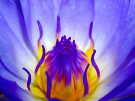 primo piano di un fiore di loto blu