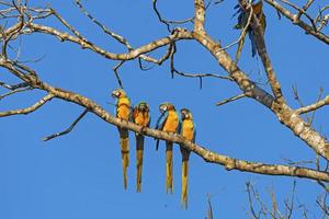 blu e giallo are sospeso su nel un' albero foto