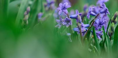 fioritura blu giacinto nel il giardino su un' estate soleggiato pomeriggio, selettivo messa a fuoco foto