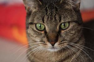 carino gatto con verde occhi ritratto foto