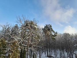 inverno foresta. inverno paesaggio con alberi. neve nel il foresta foto