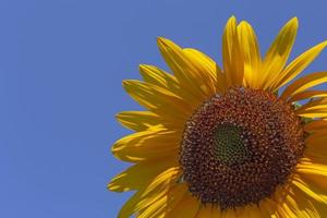 vicino su di girasole contro blu cielo foto