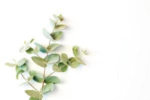 foglie di eucalipto giacevano su sfondo bianco foto
