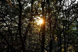 alberi nella foresta foto