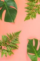 monstera e foglie di felce su sfondo rosa foto