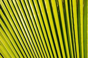 foglia di palma verde foto
