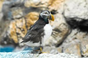 puffino uccello a il zoo foto