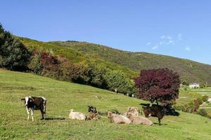 panoramico rurale paesaggio foto