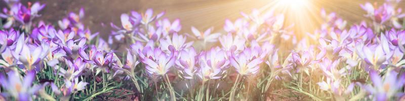 fiori di croco viola in fiore in una messa a fuoco morbida in una soleggiata giornata primaverile foto