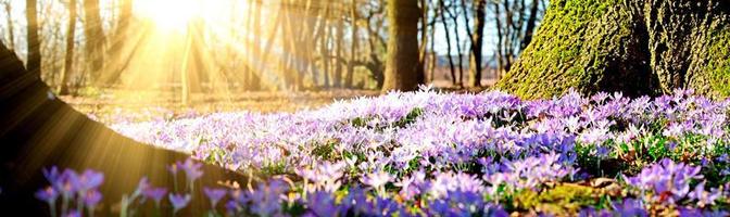 fiori di croco viola in fiore in una messa a fuoco morbida in una soleggiata giornata primaverile foto