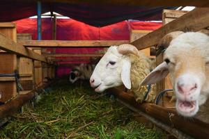 capra o agnello kambing Qurban nel animale mercati per preparare sacrifici su eid al adha, idul adha, idul qurbano. foto