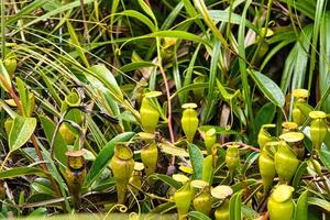 copolia pista brocca impianti, endemico per il seychelles, mahe Seychelles foto