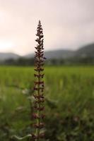 salvia verticillata. fioritura saggio a riso campo. foto