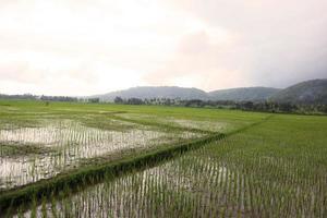 verde riso campo con nebbioso montagna sfondo nel nuvoloso tempo metereologico foto