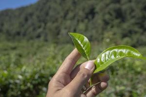 uomo Tenere verde tè foglia su il tè giardino quando raccogliere stagione. il foto è adatto per uso per industriale sfondo, natura manifesto e natura soddisfare media.