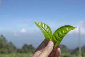 uomo Tenere verde tè foglia su il tè giardino quando raccogliere stagione. il foto è adatto per uso per industriale sfondo, natura manifesto e natura soddisfare media.