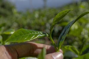 uomo Tenere verde tè foglia su il tè giardino quando raccogliere stagione. il foto è adatto per uso per industriale sfondo, natura manifesto e natura soddisfare media.