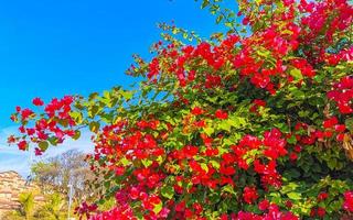 bouganville rosa rosso fiori fiori nel puerto escondido Messico. foto