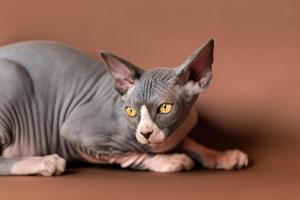 adorabile sphynx senza peli gatto di blu e bianca colore dire bugie fuori uso, guardare lontano con grande giallo occhi foto