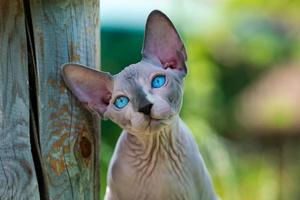 ritratto di triste maschio gattino di sphynx senza peli razza su naturale sfocato verde sfondo guardare su foto