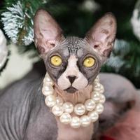 romantico sphynx gatto seduta nel rosso polka punto regalo scatola sotto Natale albero e guardare a telecamera foto