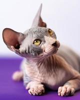 avvicinamento Visualizza di canadese sphynx gatto dire bugie giù a viola pavimento contro bianca sfondo, guardare su foto