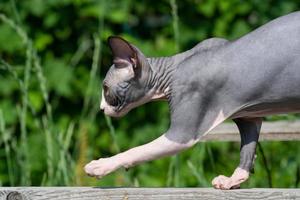 senza peli bicolor sphynx gattino sgattaiolare accuratamente su di legno tavola su terreno di gioco di allevamento di gatti all'aperto foto