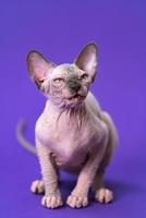 ritratto di giovane canadese sphynx gatto di colore blu visone e bianca seduta su viola sfondo foto