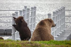 kamchatka orso bruno foto