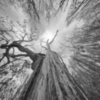 cielo raggiungendo morto albero foto