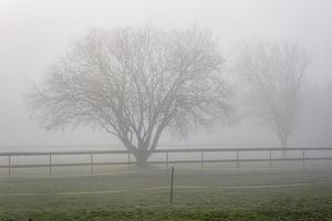 freddo nebbioso mattina rurale campo foto