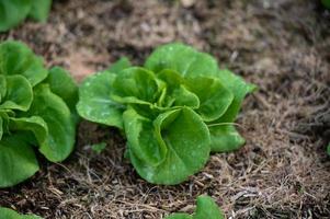 biologico idroponica verdura coltivazione azienda agricola. lattuga colture in crescita foto