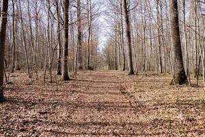 boschi nel il autunno ottobre natura albero foto