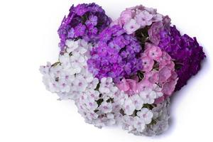 bellissimo fiori. viola e bianca phlox avvicinamento su un' bianca sfondo isolato. foto