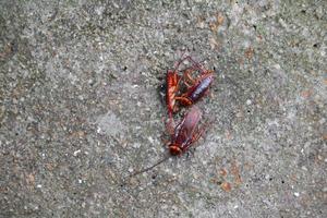 scarafaggio morto su il pavimento cemento foto